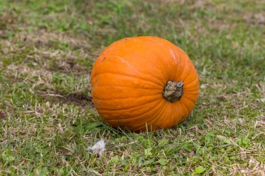 Cadılar Bayramı partisi için turuncu kabak