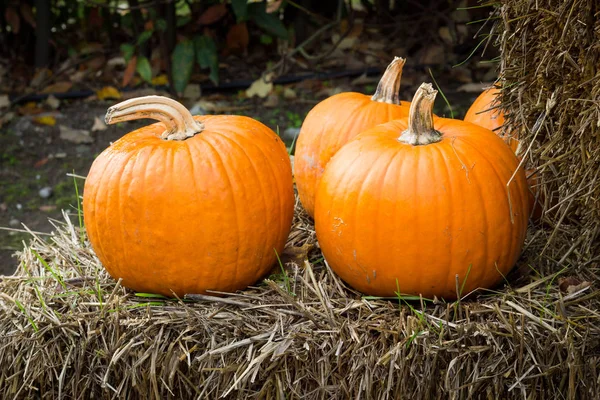 Cadılar Bayramı partisi için turuncu kabak