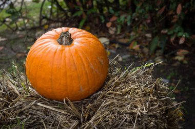 Cadılar Bayramı partisi için turuncu kabak