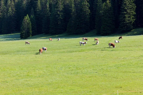 Nézd legelő tehenek — Stock Fotó
