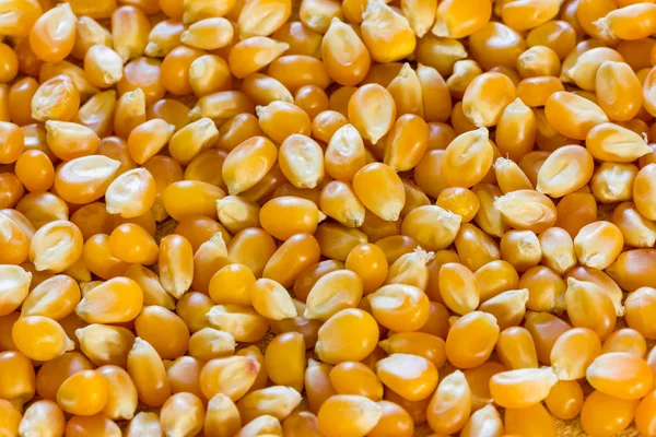 Kukurydzy na popcorn — Zdjęcie stockowe