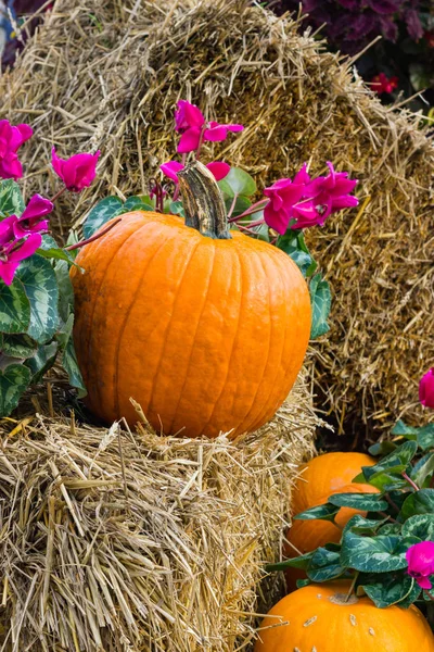 Cadılar Bayramı partisi için turuncu kabak