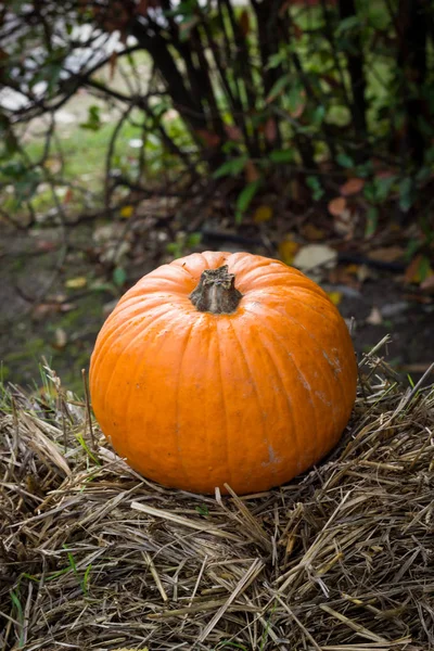 Cadılar Bayramı partisi için turuncu kabak