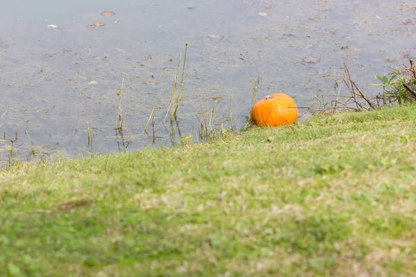 Оранжевые тыквы для Хэллоуина — стоковое фото