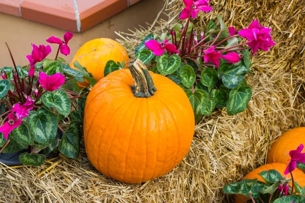 Cadılar Bayramı partisi için turuncu kabak