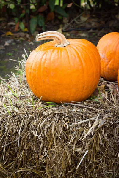 Orange pumpkins for Halloween Party