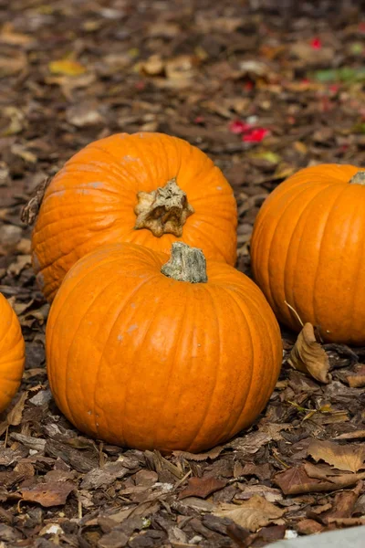 Cadılar Bayramı partisi için turuncu kabak