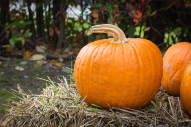 Cadılar Bayramı partisi için turuncu kabak