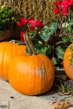 Cadılar Bayramı partisi için turuncu kabak