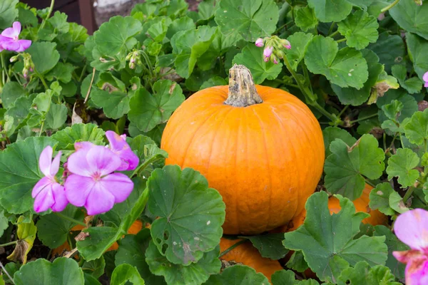 Oranžové dýně na halloween party — Stock fotografie