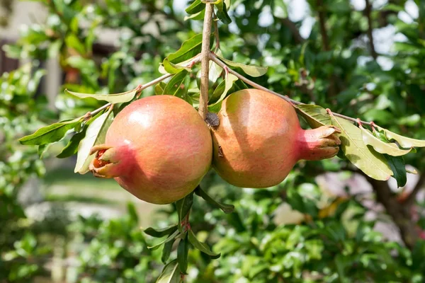 Pomegranate attacked the plant