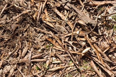 Ahşap doku görünümü