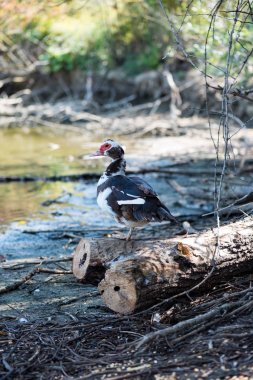 kırmızı gaga Gölü kıyısında ile ördek