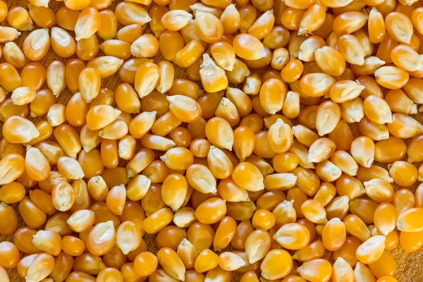 Corn for popcorn — Stock Photo, Image