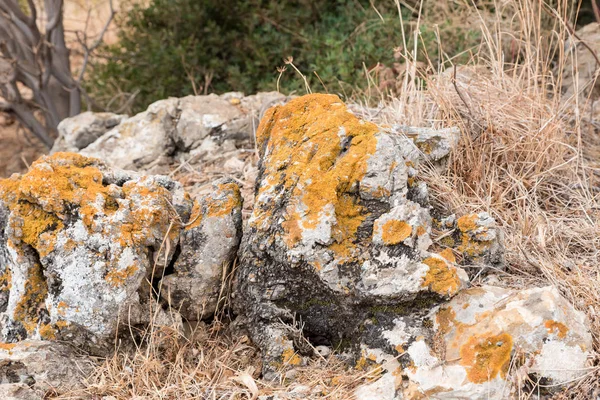 Цыганский сицилийский заповедник — стоковое фото