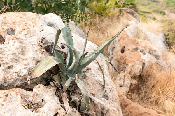 Agave Sicily Italy — Stock Photo, Image