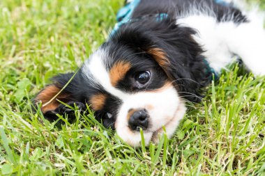Süvari köpeği Charles Spaniel.