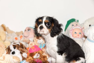 Süvari köpeği Charles Spaniel.