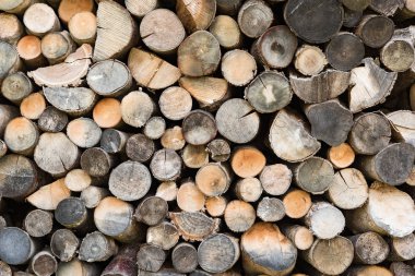 Kesik ahşap gövde dokusu