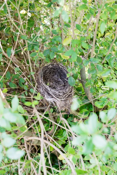 Ptak puste gniazdo — Zdjęcie stockowe