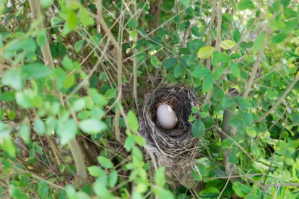 Ptačí hnízdo s vejcem — Stock fotografie