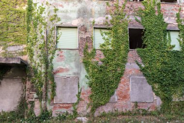 Bitkiler terk edilmiş evleri işgal