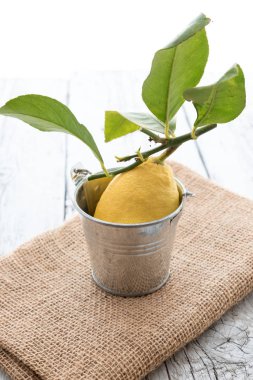 Sicilya limon yaprakları ile