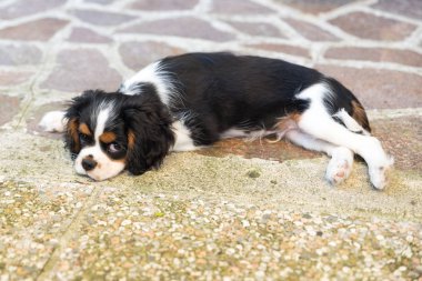 Tatlı Cavalierking köpek yavrusu