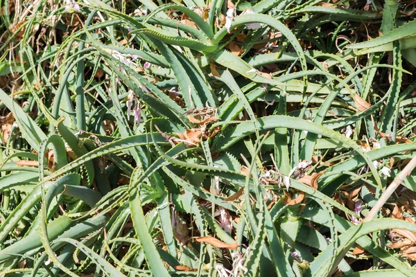 カターニアの植物園シチリア — ストック写真