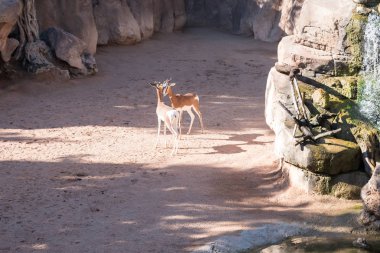 Güzel springbok antilop