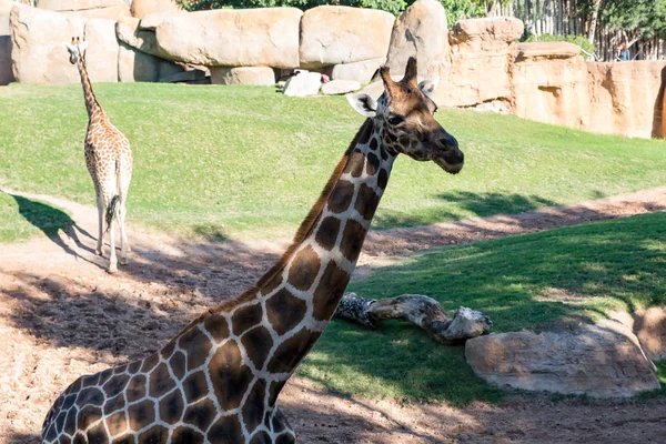 Beautiful African giraffe — Stock Photo, Image