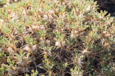 Etna manzarası Catania Sicilya İtalya