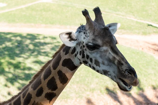 Piękne african żyrafa — Zdjęcie stockowe