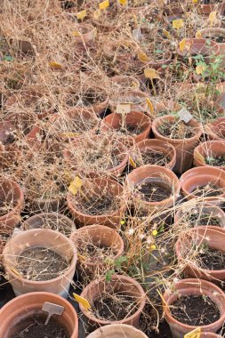 Sicilya Botanik Bahçesi