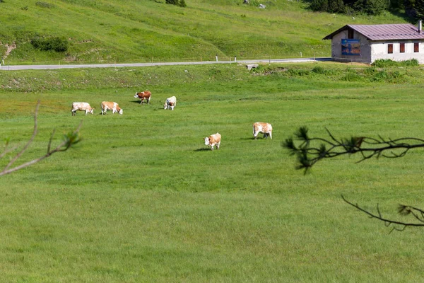 Вид на выпас коров — стоковое фото