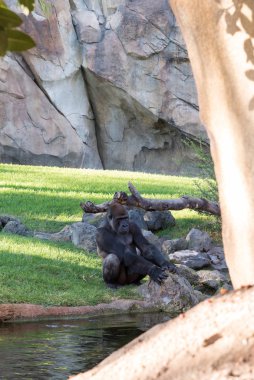 Nehri yakınında güzel goril