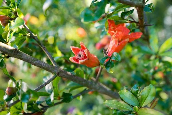 Red flowers of the Melograno tree — Stock Photo, Image