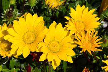 parlak sarı çiçekler 