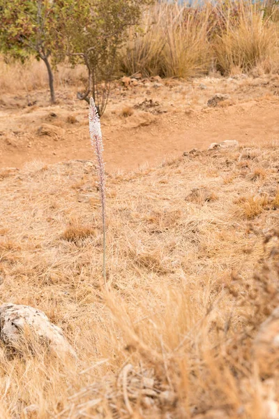 Φυσικό απόθεμα τσιγγάνων Σικελία Ιταλία — Φωτογραφία Αρχείου