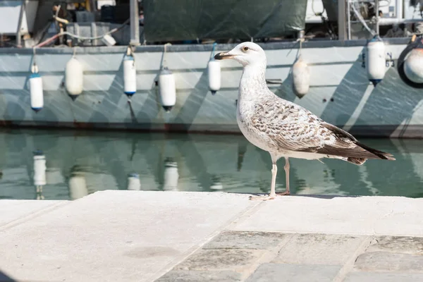 Чайка гуляет по гавани — стоковое фото