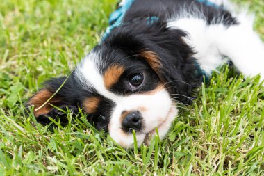 Şövalye Kral köpek yavrusu