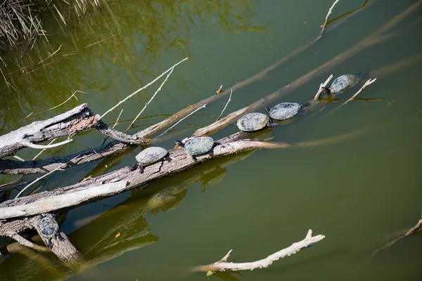water turtles in the sun