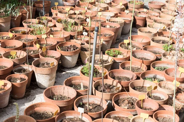 Jardin botanique de Catane Sicile — Photo