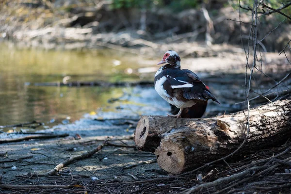 Pato Con Pico Rojo Orilla Del Lago —  Fotos de Stock