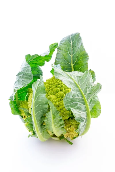 Broccolo romanesco con sfondo bianco — Foto Stock