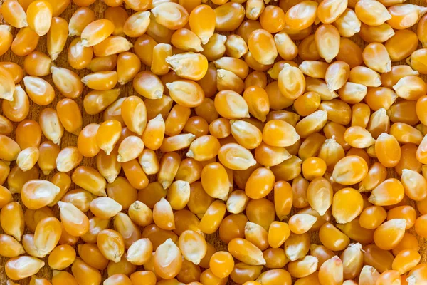 Кукурудза для попкорну — стокове фото