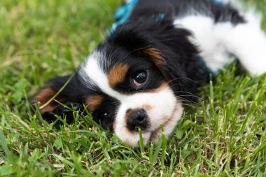 Süvari görüşünün portresi