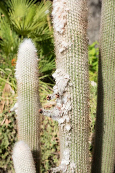 Botanical Garden of Catania Sicily — Stock Photo, Image