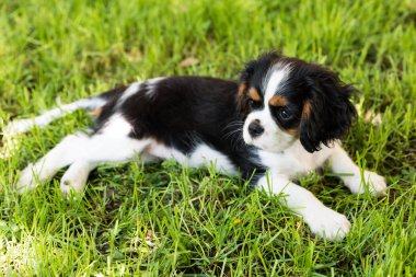 Cavalierking charles spaniel