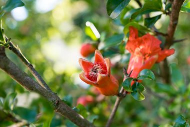 Melograno ağacının kırmızı çiçekler